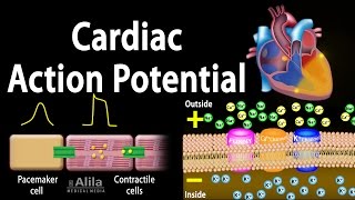 Cardiac Action Potential Animation [upl. by Arrej]