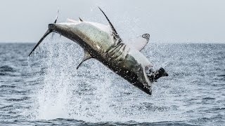 Flying Shark Great White Breaches Off South Africas Coast [upl. by Ahsien]