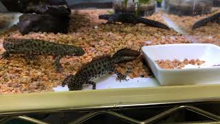 Triturus macedonicus マケドニアクシイモリ [upl. by Aisitel]