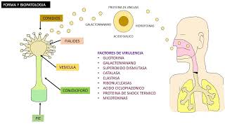 Apergilosis Aspergillus Fumigatus [upl. by Jehanna513]