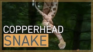 Copperhead Snake [upl. by Yznyl]