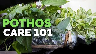 Pothos Care 101 Is This the Easiest Houseplant to Care For [upl. by Rushing]