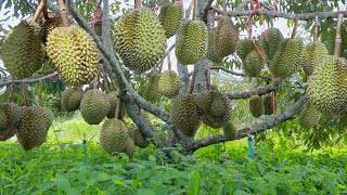 How to Grow Durian Tree After Grafted  Durian Tree Cultivation Technique to Fast Harvest [upl. by Bernete]