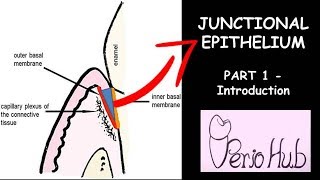 JUNCTIONAL EPITHELIUM  THE INTRODUCTION [upl. by Ayam255]