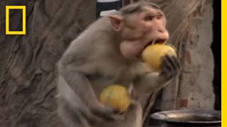 Monkey Thieves Raid Peoples Homes  National Geographic [upl. by Omor]