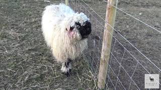 Valais Blacknose Sheep  Windfold Farm  006 [upl. by Torbert]