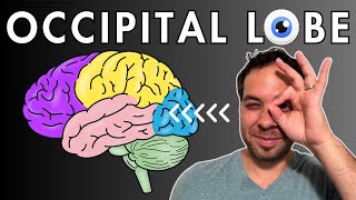 The Occipital Lobe Visual Cortex  Location and Function [upl. by Nordek]