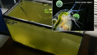 Raising Daphnia for the Freshwater Aquarium [upl. by Ongun110]