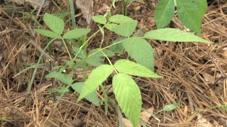 Walter Reeves – How To Identify amp Remove Poison Ivy [upl. by Neelhtakyram319]