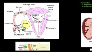 Grade 12 Life Sciences Human Reproduction Part 4 [upl. by Malti]