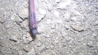 Scientists Make Surprising Discovery Deep Beneath Antarctic Ice Sheet [upl. by Ycnahc]