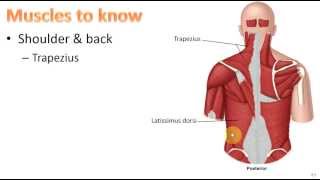 Anatomy Ch 9  Muscular System [upl. by Bigner]