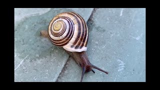 ⭐️Comment fabriquer une escargotière escargot [upl. by Amero]