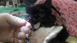 Enucleation Surgery in a Cat Graphic Eye Removal [upl. by Annwahsal]