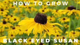 Black Eyed Susan Rudbeckia Hirta  Comprehensive Grow and Care Guide [upl. by Rosenzweig]