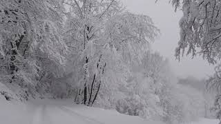 Relaxing Snowfall 2 Hours  Sound of Light Wind Breeze and Falling Snow in Forest Part 2 [upl. by Audley837]