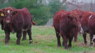 American Shorthorn Association  Paint Valley Farms and Byland [upl. by Lime]