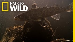 Fishing With Alligator Snappers  Wild Mississippi [upl. by Nairb]