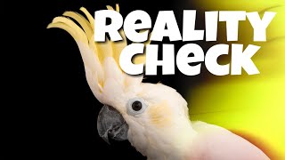 Warning The Truth About Cockatoos [upl. by Eramat]