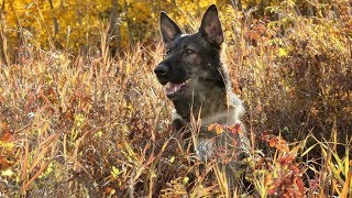 Video shows police dog chasing a thief after being stabbed [upl. by Enylrac]