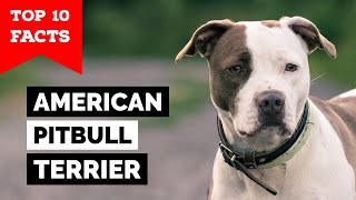 American Pitbull Terrier  Top 10 Facts [upl. by Assinna]