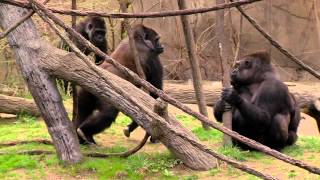 Gladys Whole Gorilla Family Together  Cincinnati Zoo [upl. by Infield]