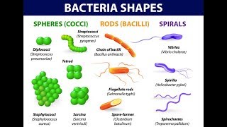 Microbiology of Bacterial Morphology amp Shape [upl. by Nylsaj]