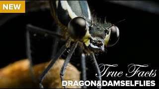 True Facts  Killer Carnivorous Dragonflies [upl. by Elyl]