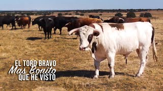 El Toro Bravo mas bonito que he visto este año Ganadería de Toros Bravos Antonio Palla 2020 [upl. by Natalie]