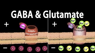 Neuroscience Basics GABA and Glutamate Animation [upl. by Lohner666]