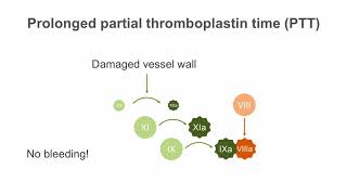 Interpreting the Partial Thromboplastin Time PTT [upl. by Farlay876]