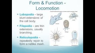 Subphylum Sarcodina  Types of Pseudopodia [upl. by Warchaw]