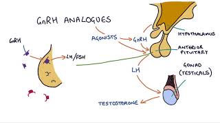 How do GnRH analogues work Zoladex Prostap and other GnRH analogues [upl. by Noj]