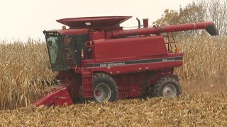 Harvest 2020  Case IH 2388 Combine Harvesting Corn  Corn Harvest 2020 [upl. by Eelytsirk]