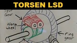 Torsen Limited Slip Differential  Explained [upl. by Iclek]