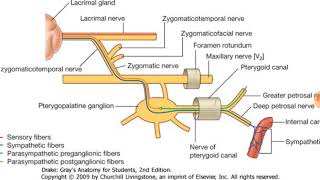 Pterygopalatine ganglion explained clearly [upl. by Thin282]