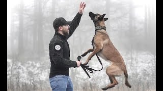 THE BELGIAN MALINOIS  HOW TO TRAIN YOUR PUPPY [upl. by Scherle]