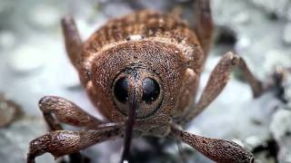 Acorn Weevil recorded with the Hirox Microscope  BBC Nature [upl. by Atiuqal721]