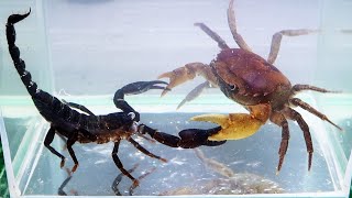 Crab vs Scorpion Underwater  Caranguejo vs Escorpião [upl. by Gav633]