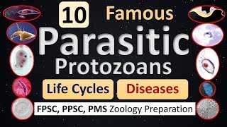 Parasitism  10 Protozoan Parasites  Life Cycle  Diseases  Features [upl. by Nilhtac]