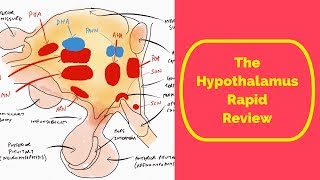 The Hypothalamus Rapid Review [upl. by Treva]