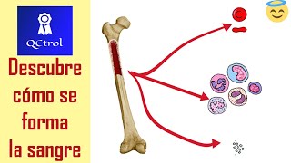 La HEMATOPOYESIS explicada en 5 minutos [upl. by Sadnalor]