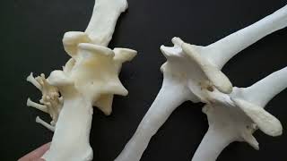 Comparative anatomy of the lumbar vertebrae [upl. by Nylknarf162]