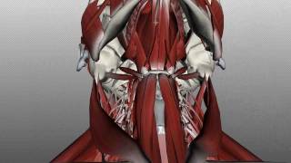 Neck Muscles Anatomy  Anterior Triangle  Part 1 [upl. by Aicelf]