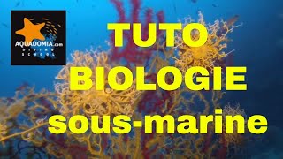 Tuto bio sousmarine  Formation plongée biologie sousmarine [upl. by Troth]