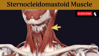 Sternocleidomastoid muscle  Attachment  Nerve Supply  Action  Relations [upl. by Euqimod714]