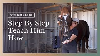 How To Put A Bridle On A Horse  Teaching Him Step By Step [upl. by Mehala]