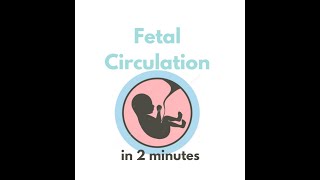 Fetal circulation in 2 mins [upl. by Ylro469]