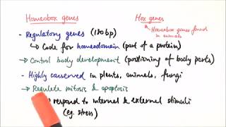 A2 Biology  Homeobox genes OCR A Chapter 193 [upl. by Sharia]