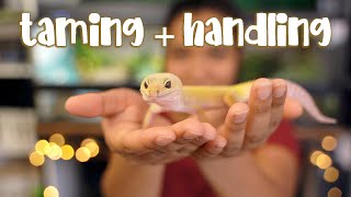 How I TAME and HANDLE my Leopard Gecko [upl. by Thorr]